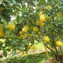 貴州有機肥生產(chǎn)