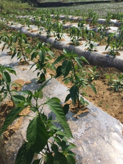 貴州有機化肥多少錢一噸