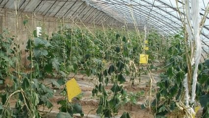 貴州有機化肥生產廠家